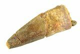 Fossil Spinosaurus Tooth - Real Dinosaur Tooth #353122-1